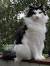 Norwegian Forest Cat Black And White Long Haired Cat