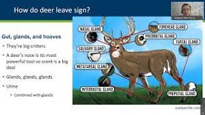 Steps to successfully field dress a deer. Learn To Hunt Deer In 2020 Minnesota Dnr