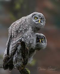 New Images — Darren Hebert Photography