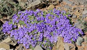 Image result for Aptosimum elongatum