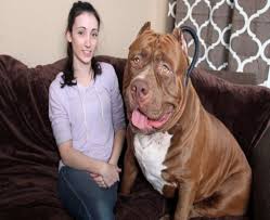 We produce world's biggest xl pitbull puppies, we have pit bull puppies for sale, xxl pitbulls for sale. Big Bully Pitbulls Xxl Pitbull Hulk The Pitbull