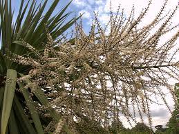 The Cordyline Page Cabbage Palms