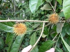 Image result for Caloncoba