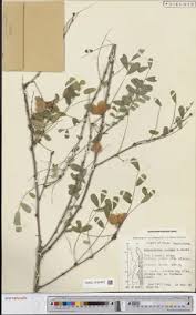 Image result for Ormocarpum