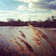 Camargue Camargue Water Blue Field Champs Sky Ciel France South Tourism Tourismepaca Provence Provencal The Globe