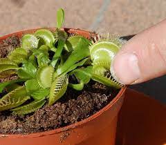 How To Grow A Venus Flytrap Insect Eating Plants Carnivorous Plants Venus Fly Trap