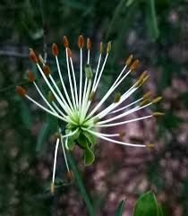 Image result for Maerua juncea