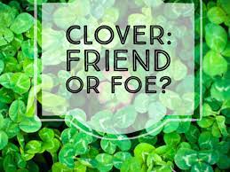 Check with seed retailer at least 2 weeks before desired 7. Advantages And Disadvantages Of Clover Lawns Dengarden