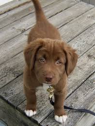 Black And Brown Husky Shepherd Mix Hugedomains Com Shop For Over 300 000 Premium Domains Cute Animals Cute Dogs Puppies
