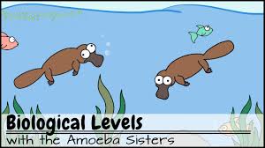 Revision notes on the topic levels of organisation. Biological Levels In Biology The World Tour Youtube