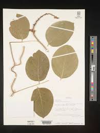 Image result for Canavalia africana