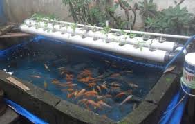 Rahasia Cara Budidaya Ikan Nila Kolam Terpal Yang Tepat Agar Sukses Ingin Coba Telp Wa 082216331010