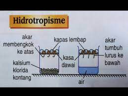 Fungsi senyawa kalsium klorida dalam pembutan logam natrium secara elektrolisis adalah. 1 9 Gerak Balas Dalam Tumbuhan Ppt Download
