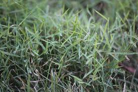 In other areas that drop below 60 degrees f. Nimblewill Mizzou Weedid