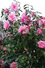John Maria S Garden Pages On Cold And Camellias Plants Camellia Amazing Gardens