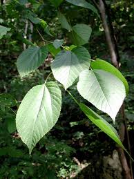 Shop by type, color, zone & more. Carolinian Species Habitats Forest Flora