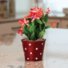 Here are 9 steps you should. 16 Best Pots For Christmas Cactus Ideas Christmas Cactus Cactus Christmas Cactus Care