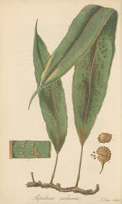 Image result for Pycnostachys parvifolia