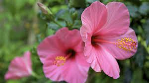 This Lab Grown Perfume Is Made From An Extinct Flower Hibiscus Plant Growing Hibiscus Flower Pots