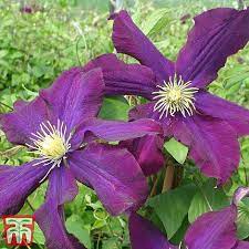 Maybe you would like to learn more about one of these? Clematis Warszawska Nike Plants Thompson Morgan