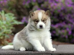 Each pomsky will posses its own unique combination of what so many have come to know and love in both the husky and pomeranian. Pomsky Puppies For Sale Whistle Hill Puppies
