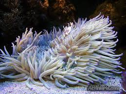 Image result for Hemarthria natans