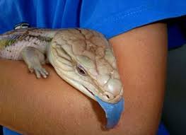 Instead they conceal it in their mouths. Northern Blue Tongue Skink Kakadu Kid