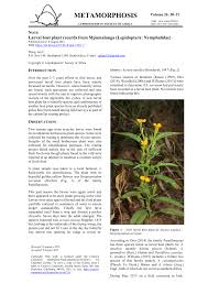 Image result for Streptopetalum serratum