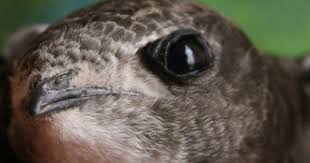 Falciot O Falcilla Apus Apus