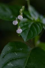 Image result for Justicia matammensis