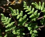 Image result for Cheilanthes hirta