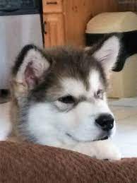 Find alaskan malamute puppies for sale or stud service near you using your zip code or postal code. Shelaskan Alaskan Malamutes Canadian Breeder Of Quality Puppies In Ontario Shelaskan Alaskan Malamute Breeder Ontario Canada