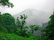 جنگل های ایران 1