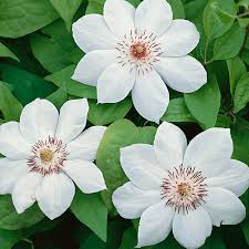 Maybe you would like to learn more about one of these? Clematis Miss Bateman Free Delivery