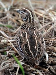 Black And White Striped Bird Feather Pin On Garden