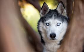 Descargar Fondos De Pantalla Husky Ojos Azules Mascotas Perros Grandes Lindos Animales Bosque De Madera De Desenfoque Monitor Con Una Resolucion 1920x1200 Imagenes De Escritorio Los perros y los bebes son los mejores amigos, que pueden jugar juntos y los perros grandes son buenas nineras para nuestros bebes. besthqwallpapers com