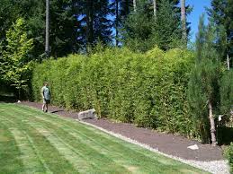 Fargesia Robusta Bamboe Bamboo Hedge Hedges Outdoor Inspirations