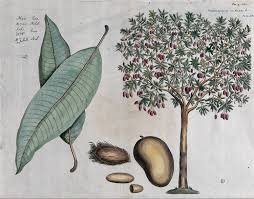 Image result for Mangifera indica