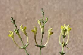 Image result for Scutellaria schweinfurthii