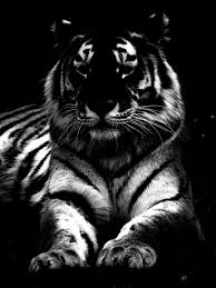 Black And White Tiger Picture Black And White Tiger By Harleydane On Deviantart Black Tigers White Tiger Tiger Photography