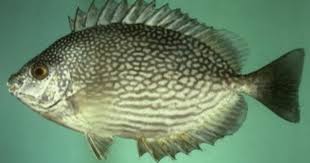 Menurut hurlock (dalam sianawati,dkk, 1992) meskipun perkembangan peserta didik. Melek Perikanan Ikan Baronang Klasifikasi Morfologi Habitat Dll