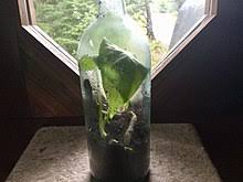 Inspired by erik's recycled wine bottle torches, lindsay and taylor from purr design decided to create these beautiful wine bottle vases in their home's it's unique, sculptural, inexpensive, and dynamic, easily changed from one season to the next (just swap out different silk flowers to reflect the season). Bottle Garden Wikipedia