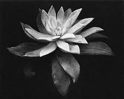 Edward weston holds an upper berth in the pantheon of modern american photography, and it's easy to see why. Succulent By Edward Weston Edward Weston Still Life Photography Weston