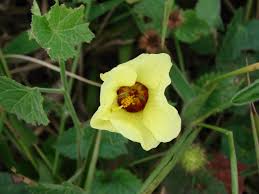 Image result for Pavonia senegalensis