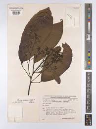 Image result for Centemopsis filiformis