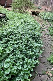 Image result for Lamium galeobdolon