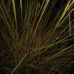 Image result for Trachypogon