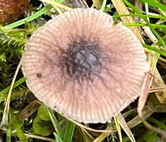 Image result for Berkheya johnstoniana