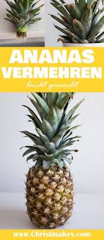 Ananas Vermehren Mit Bildern Ananas Pflanzen Ananas Pflanzen