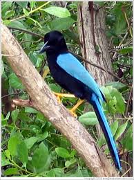 Small Black Bird With Orange Wings And Tail Black And Blue Bird With Orange Legs Photo Id 9301 Cancun Blue Bird Bird Photo